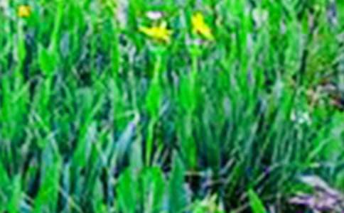 ��Ұ�L������(11ƪ)