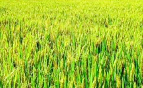 ��������Ұ������