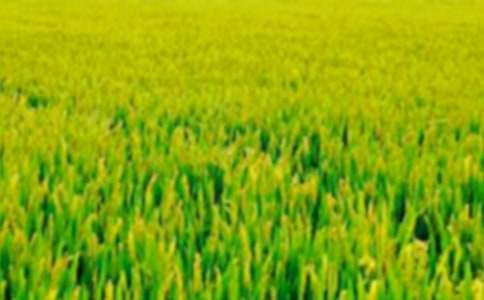 ��Ұ���ļ�������ƪ