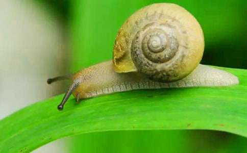 小蝸牛觀察日記