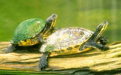 �^�������ӛ������