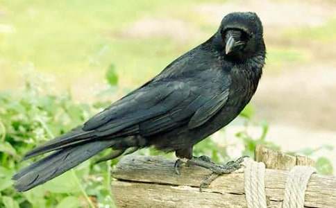 《小烏鴉愛媽媽》教案設計與構想(通用21篇)