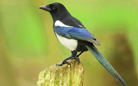 描寫喜鵲的作文(通用56篇)