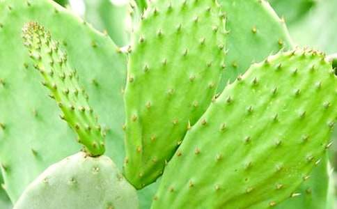 仙人掌老頭作文1500字