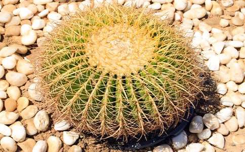 �����Ƶĉ�����