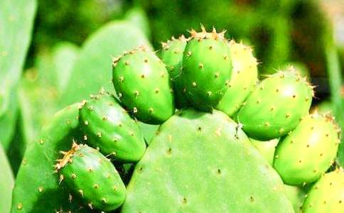 ɳĮֲ������������