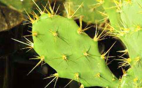 �����ƺ�õ������