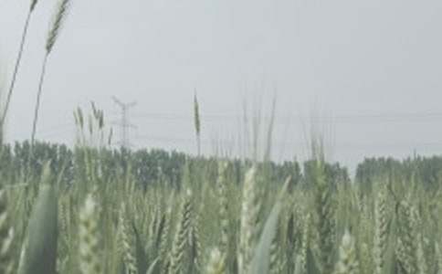 ��С���Ÿ���������