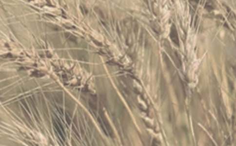 С��������600��3ƪ