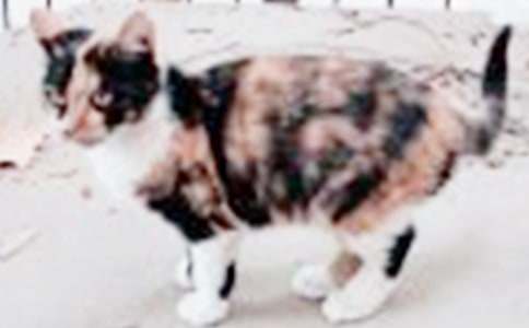 寫小貓的作文400字(通用60篇)