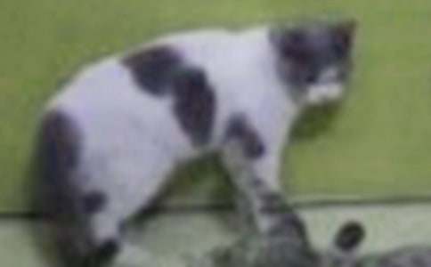 С؈���^����ӛ4�t