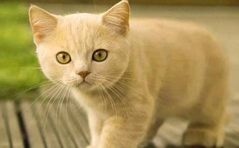 ��݅��,��߀����ֻ�Ҹ���С؈����