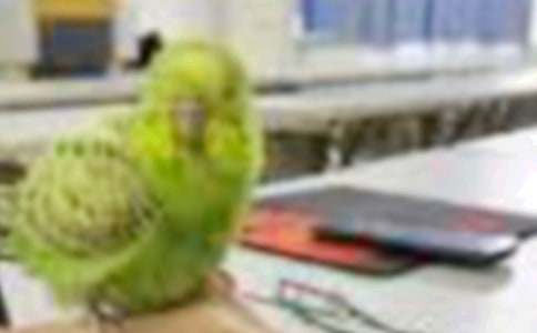 奶奶家的小鳥作文