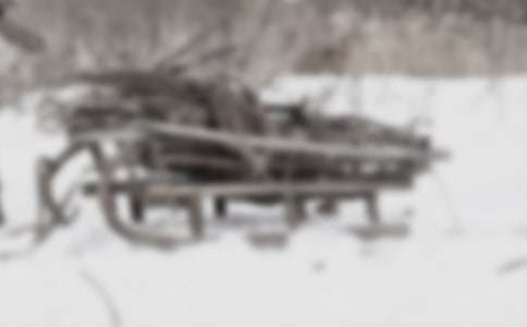 雪橇犬灰灰作文(精選8篇)