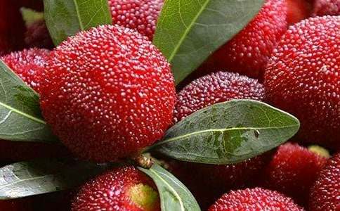 故鄉的楊梅作文精選12篇