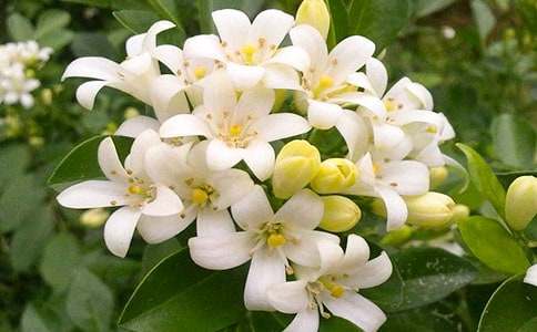 ҹ����С�W����������