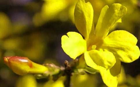 �茑ӭ�����_ʢ�ŵ�����