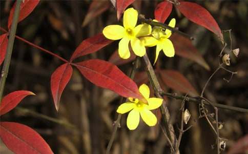 雪地里的迎春花作文