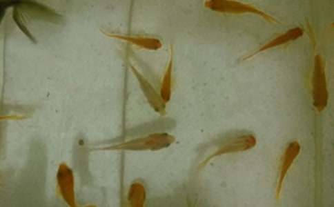 魚苗購銷合同15篇