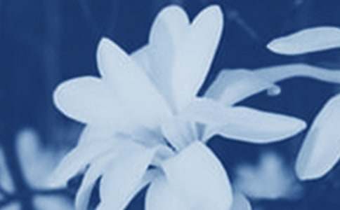 美麗的玉蘭花作文400字_小學生作文