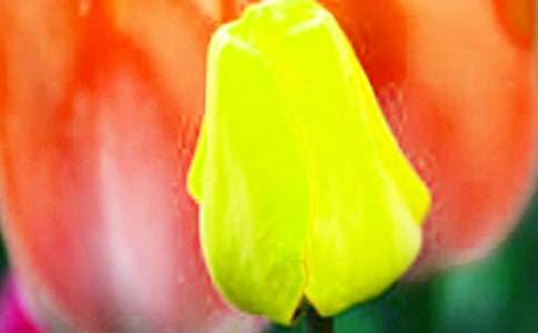 寫我喜歡郁金香的作文