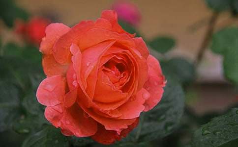 �Ґ��¼��Č�������650��