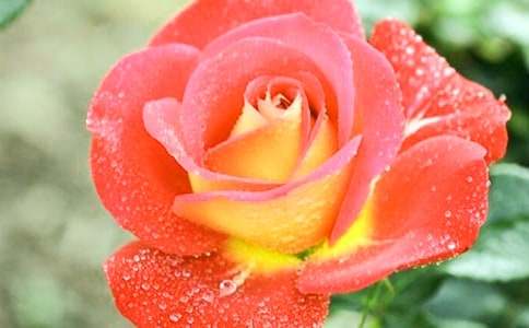 美麗的月季花狀物作文300字