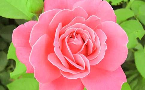 �茑�¼��������ģ����x35ƪ��