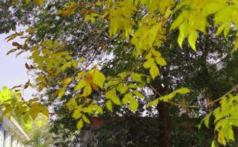 Ψ���簲����500��