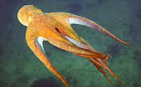 從章魚身上受到的啟示作文