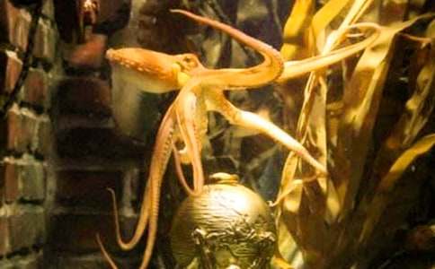 ճ�����~�̌W�OӋ