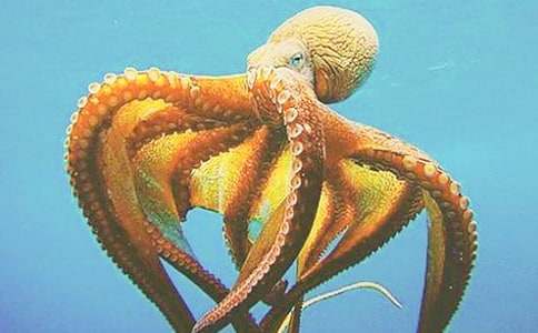 ���~���ҵĳ�������