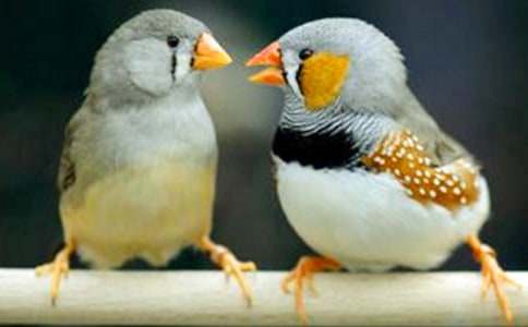 ����һֻ�����B������800��