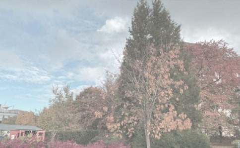 植物園游記作文200字