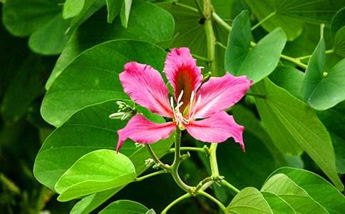 紫荊花作文500字(精選31篇)