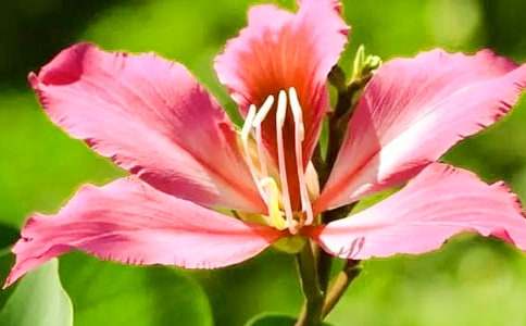 紫荊花作文250字