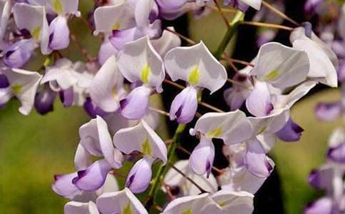 ��һƬ���ٻ�-���꼉