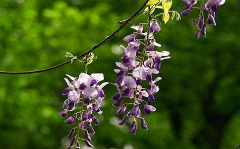 ���������ٻ����꼉��������