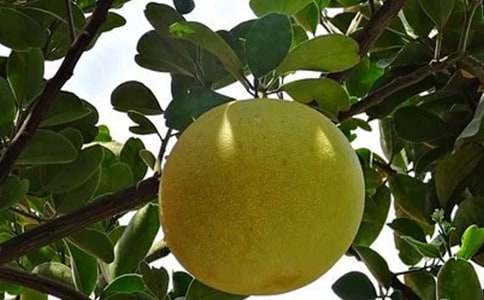 ���x���l���������ľ�ƪ