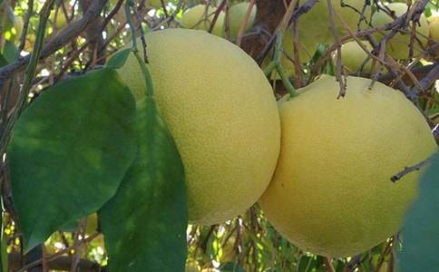 精選柚子作文400字八篇