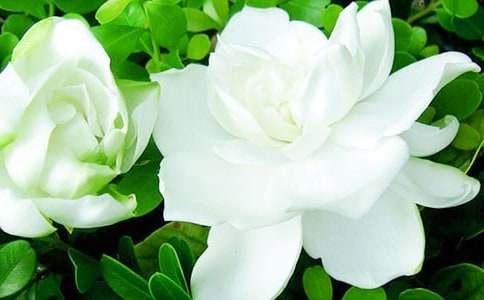 當梔子花開的時候作文