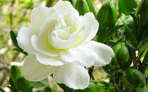 我記憶深處的梔子花優秀作文