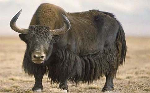 �茑��ţ������600��