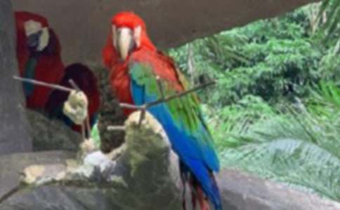 【必備】鸚鵡魚作文4篇