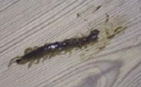 ������꼉����