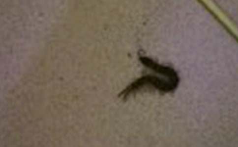 Ԣ�Թ��£�����I��ˮ