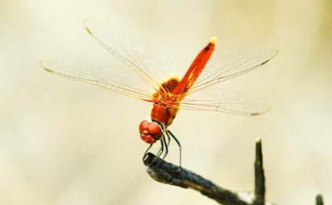 保護蜻蜓的作文400字(精選6篇)