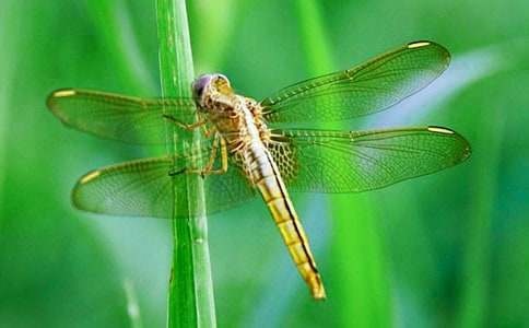 һֻ�t���ѵ����\����