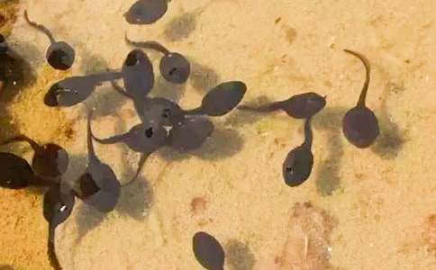 �Ҿ���С�������