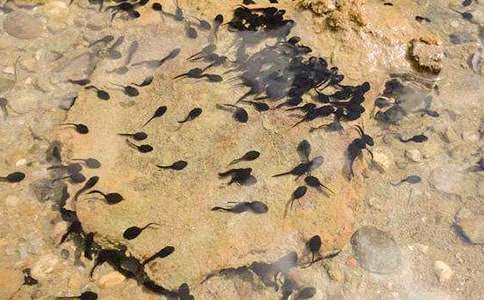 ��С����ҋ�������